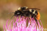 Hill cuckoo bee (Bombus rupestris)