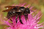 Blauwzwarte Houtbij (Xylocopa violacea)