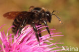 Carpenter Bee (Xylocopa violacea)