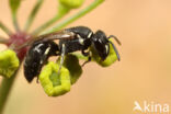 Tuinmaskerbij (Hylaeus hyalinatus)