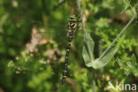 Golden-ringed Dragonfly (Cordulegaster boltonii)