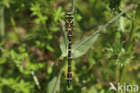 Golden-ringed Dragonfly (Cordulegaster boltonii)