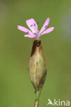 Slanke mantelanjer (Petrorhagia prolifera)