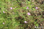 Slanke mantelanjer (Petrorhagia prolifera)