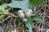 Pin Oak (Quercus palustris)