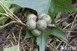 Pin Oak (Quercus palustris)