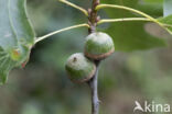 Moeraseik (Quercus palustris)