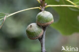 Moeraseik (Quercus palustris)