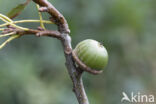 Moeraseik (Quercus palustris)