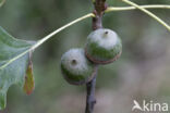 Moeraseik (Quercus palustris)