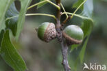 Moeraseik (Quercus palustris)