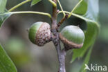 Pin Oak (Quercus palustris)