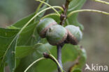 Moeraseik (Quercus palustris)