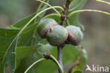 Pin Oak (Quercus palustris)