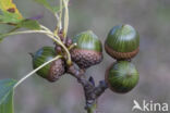 Pin Oak (Quercus palustris)