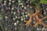 Pin Oak (Quercus palustris)