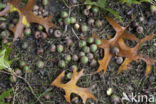 Pin Oak (Quercus palustris)