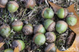 Pin Oak (Quercus palustris)