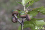 Moeraseik (Quercus palustris)