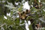 Turkey Oak (Quercus cerris)