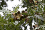 Turkey Oak (Quercus cerris)