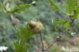 Turkey Oak (Quercus cerris)