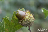 Turkey Oak (Quercus cerris)