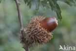 Turkey Oak (Quercus cerris)