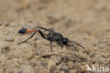 big caterpillar (ammophila sabulosa)