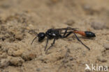 grote rupsendoder (ammophila sabulosa)