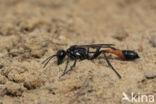 grote rupsendoder (ammophila sabulosa)