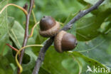 Red Oak (Quercus rubra)