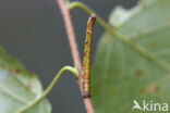 Sharp-angled Peacock (Macaria alternata)