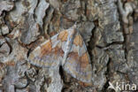 Pine Carpet (Thera firmata)