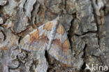 Pine Carpet (Thera firmata)