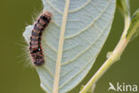 Kleine wapendrager (Clostera anachoreta)