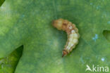 Oak Hook-tip (Watsonalla binaria)