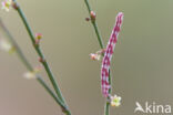 Lime-speck Pug (Eupithecia centaureata)