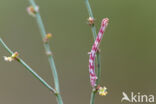 Lime-speck Pug (Eupithecia centaureata)