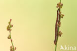 Vogelwiekje (Dypterygia scabriuscula)