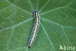 Groot koolwitje (Pieris brassicae)