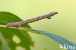 Gewone Spikkelspanner (Ectropis crepuscularia)