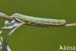 Spurrie-uil (Discestra trifolii)