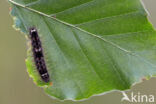 Geel beertje (Eilema sororcula)