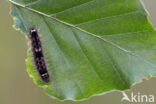 Orange Footman (Eilema sororcula)