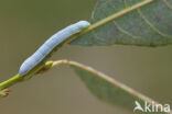 Snuitvlinder (Pterostoma palpina)