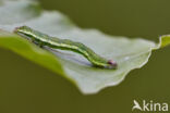 Panteruiltje (Emmelia trabealis)