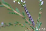 Common Heath (Ematurga atomaria)