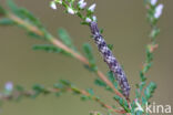 Gewone heispanner (Ematurga atomaria)