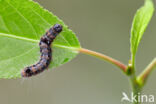 Kleine wapendrager (Clostera anachoreta)